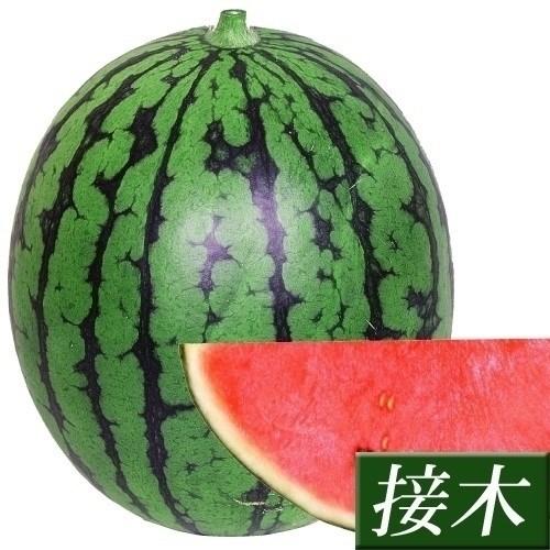 接木野菜苗 小玉スイカ 接木f1赤肉こだま 12株 すいか 苗 小玉スイカ苗 接木 18 P5 0127 花と緑 国華園 通販 Yahoo ショッピング