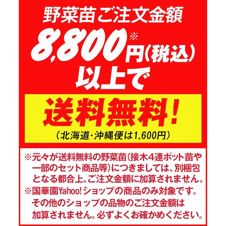 接木野菜苗 種なしスイカ 大玉 接木f1種なしキング 2株 すいか 苗 種なしスイカ苗 接木 18 P5 0140 花と緑 国華園 通販 Yahoo ショッピング