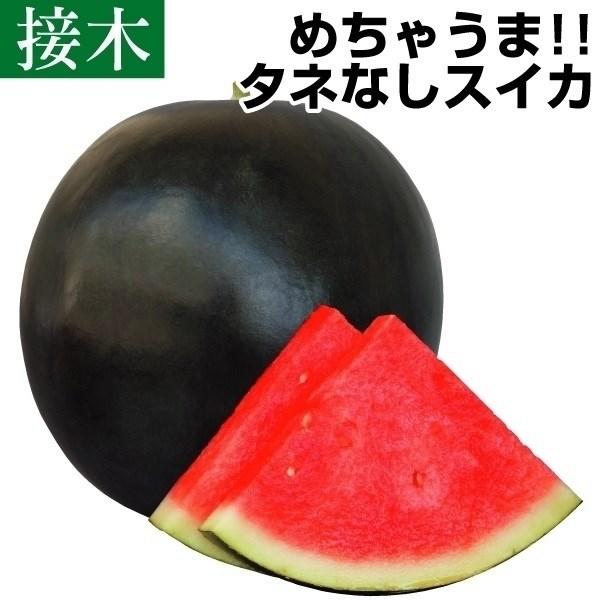 接木野菜苗 種なしスイカ 中玉 接木f1たべほうだい黒王子 2株 すいか 苗 種なしスイカ苗 接木 18 P5 0163 花と緑 国華園 通販 Yahoo ショッピング