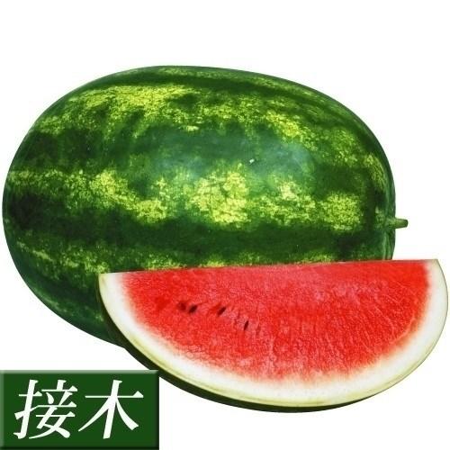 苗 スイカ 野菜 大玉スイカ 接木f1スイートジャイアント 2株 接木野菜苗 すいか 苗