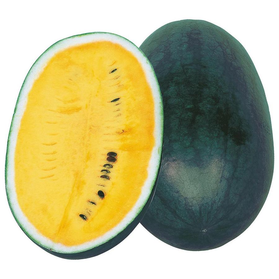 接木野菜苗 小玉スイカ 接木f1ハニークリーム 2株 すいか 苗 小玉スイカ苗