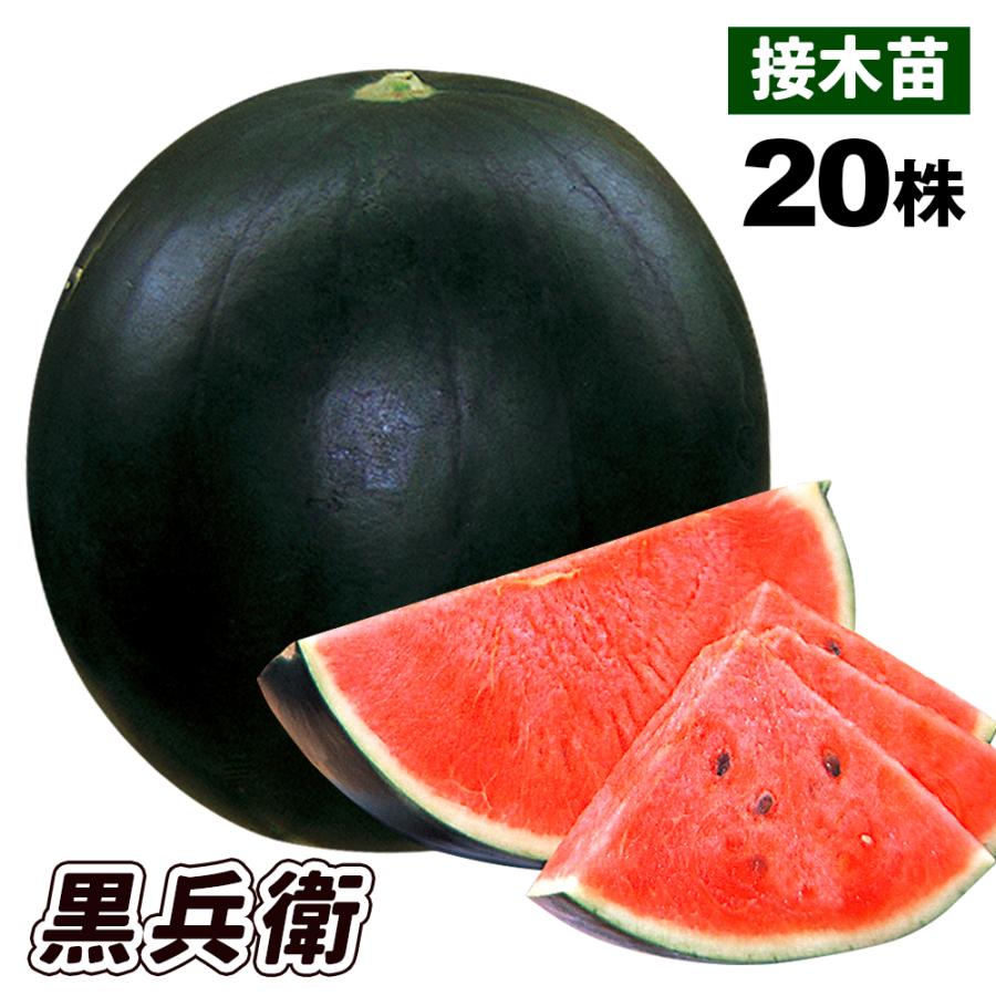 苗 スイカ 野菜 中玉スイカ 接木f1黒兵衛 株 接木野菜苗 すいか