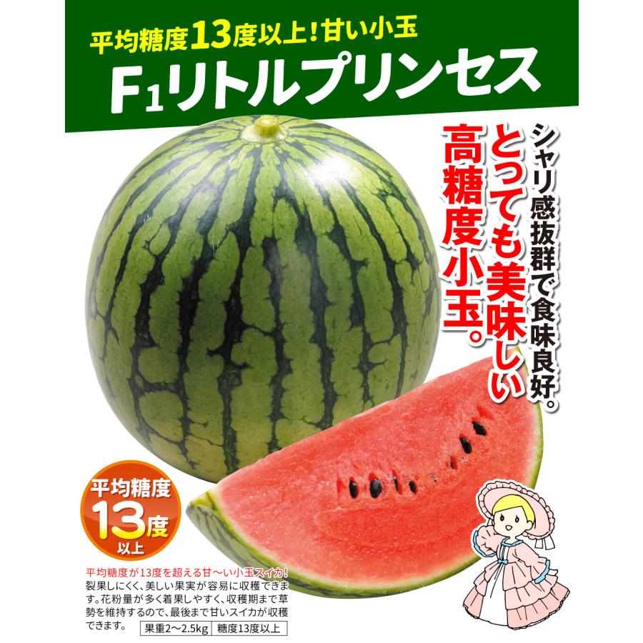 接木野菜苗 小玉スイカ 接木F1リトルプリンセス 2株 西瓜 やさいなえ
