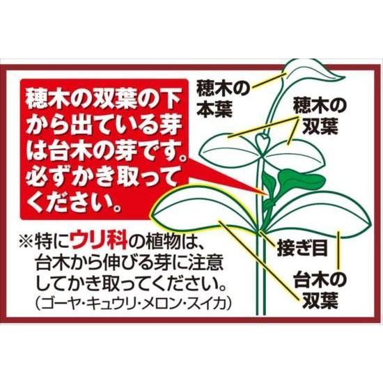 接木野菜苗 水ナス 接木F1味の極み 4株 茄子 接木苗 9cmポット やさいなえ 国華園 こっかえん｜kokkaen｜02