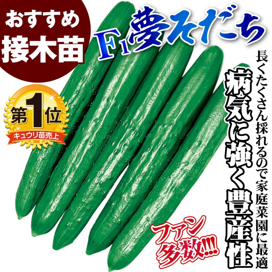 接木野菜苗 キュウリ 接木F1夢そだち 28株  胡瓜 やさいなえ なえ 国華園の画像
