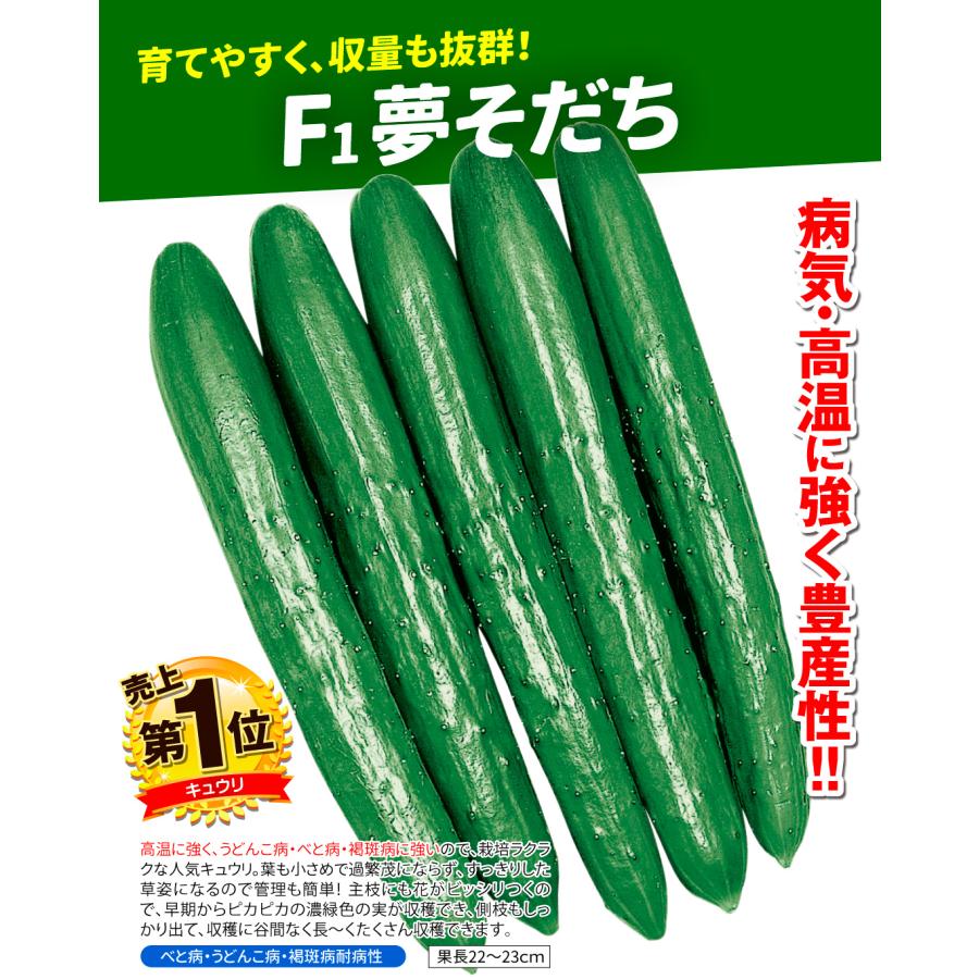 接木野菜苗 キュウリ 接木F1夢そだち 28株  胡瓜 やさいなえ なえ 国華園の画像