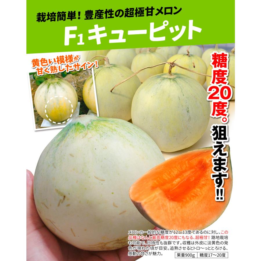 接木野菜苗 メロン 接木F1キューピット 16株  やさいなえ なえ 国華園の画像