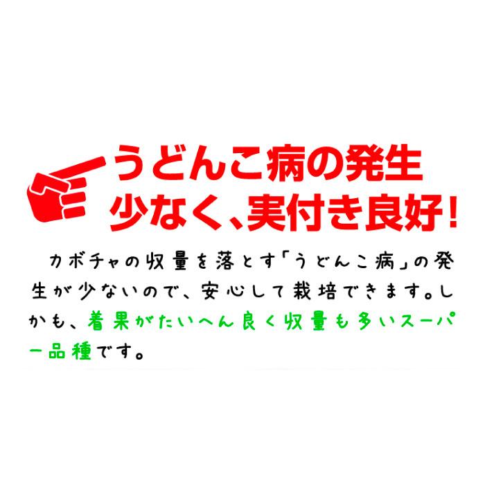 実生野菜苗 カボチャ F1スーパー栗美人 28株  南瓜 自根苗 やさいなえ なえ 国華園の画像