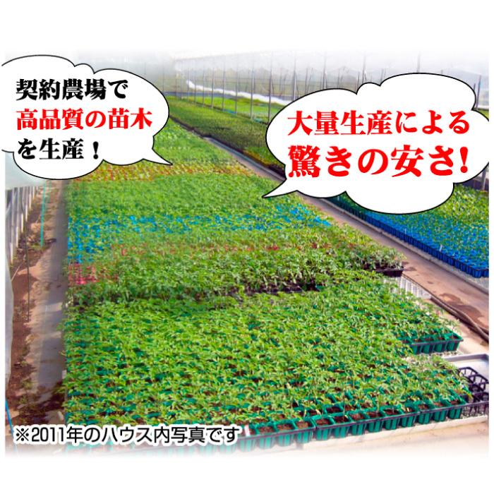 実生野菜苗 カボチャ F1スーパー栗美人 28株  南瓜 自根苗 やさいなえ なえ 国華園の画像
