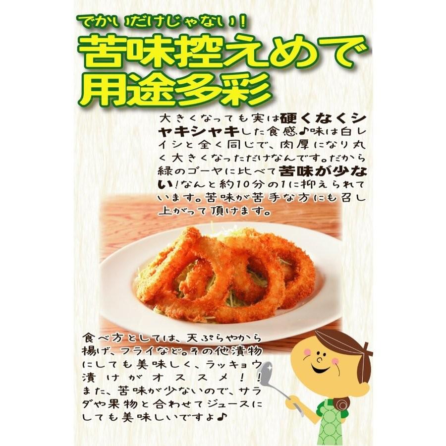実生野菜苗 ゴーヤ アップルゴーヤr 農林水産省登録品種登録名 岡村白秀 2株 ごーや 苗 ゴーヤ苗 自根苗 18 P5 0549 花と緑 国華園 通販 Yahoo ショッピング