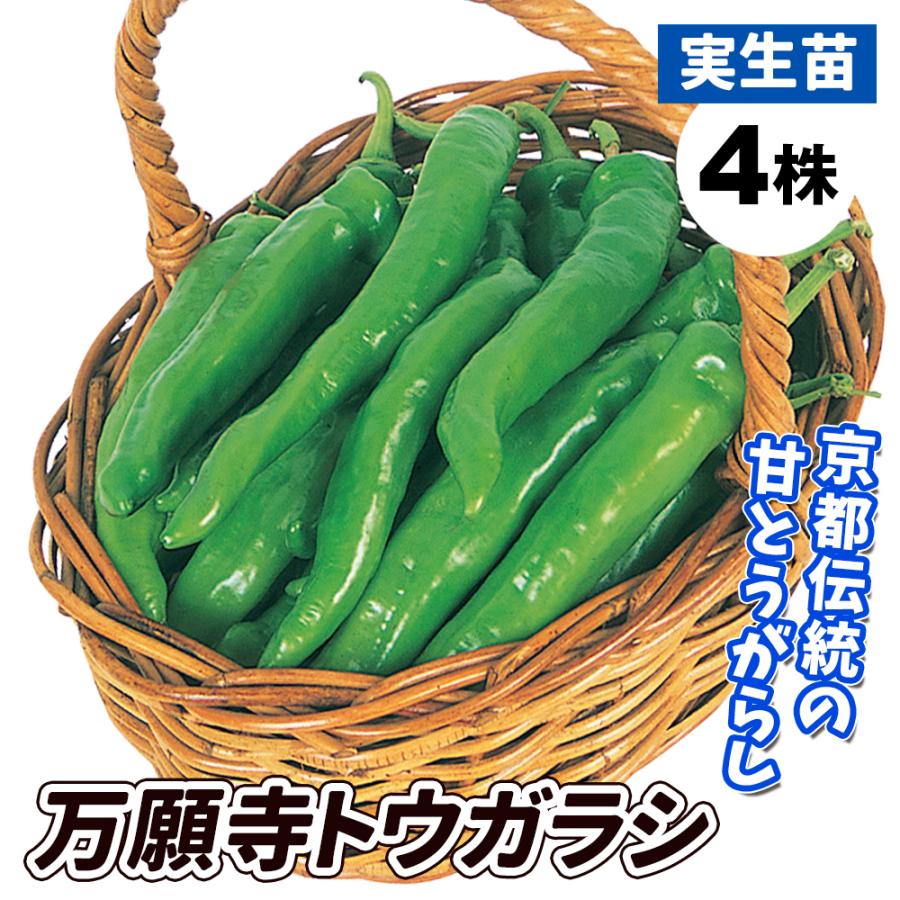 甘トウガラシ 苗 万願寺トウガラシ 4株 実生野菜苗 甘とうがらしの苗 甘トウガラシ苗 甘唐辛子 自根苗 18 P5 0656 花と緑 国華園 通販 Yahoo ショッピング