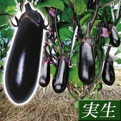 花と緑 国華園 実生 ナス苗 実生野菜苗 Yahoo ショッピング