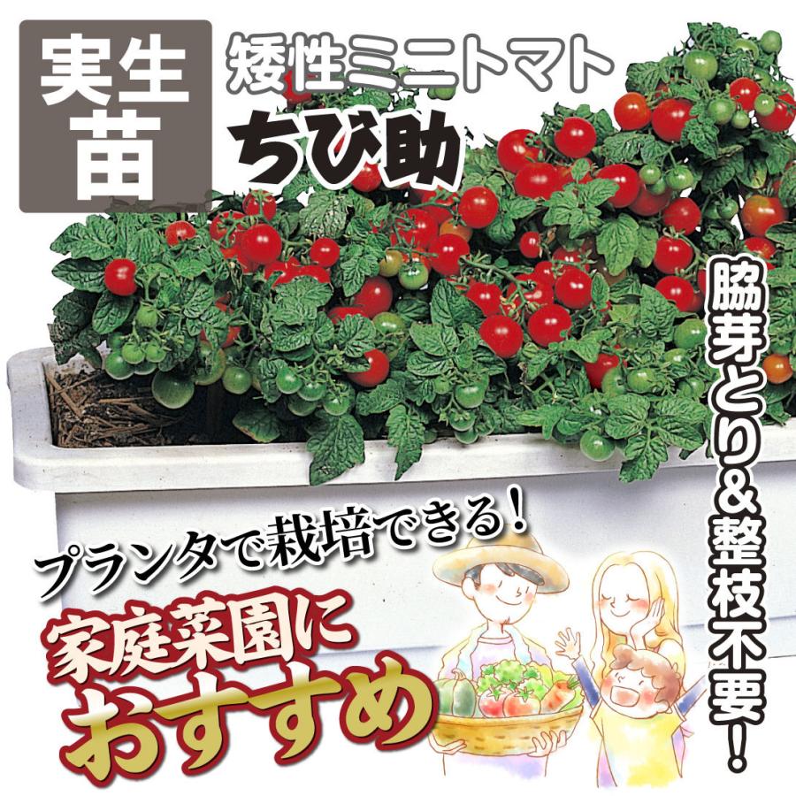 実生野菜苗 ミニトマト苗 ちび助 4株 9cmポット 自根苗 人気 国華園 