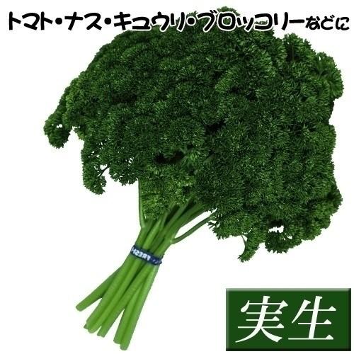 実生野菜苗 コンパニオンプランツ パセリ 12株 こんぱにおん 苗 コンパニオンプランツ苗 自根苗 18 P5 0806 花と緑 国華園 通販 Yahoo ショッピング