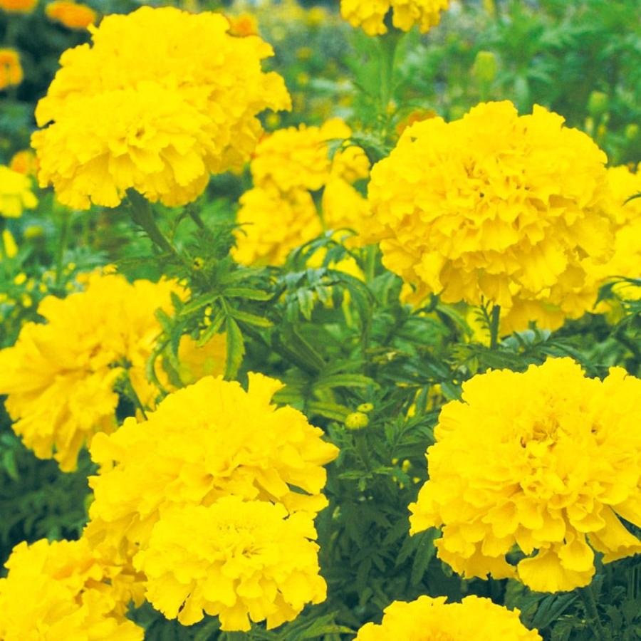 超可爱の 苗 コンパニオンプランツ 野菜 高性マリーゴールド 4株 実生野菜苗 こんぱにおん コンパニオンプランツ苗 自根苗 Wantannas Go Id
