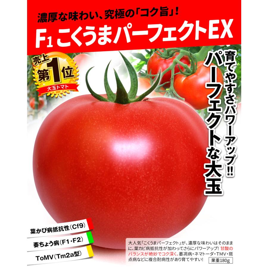 接木野菜苗 大玉トマト 接木F1こくうまパーフェクトEX 2株 やさいなえ