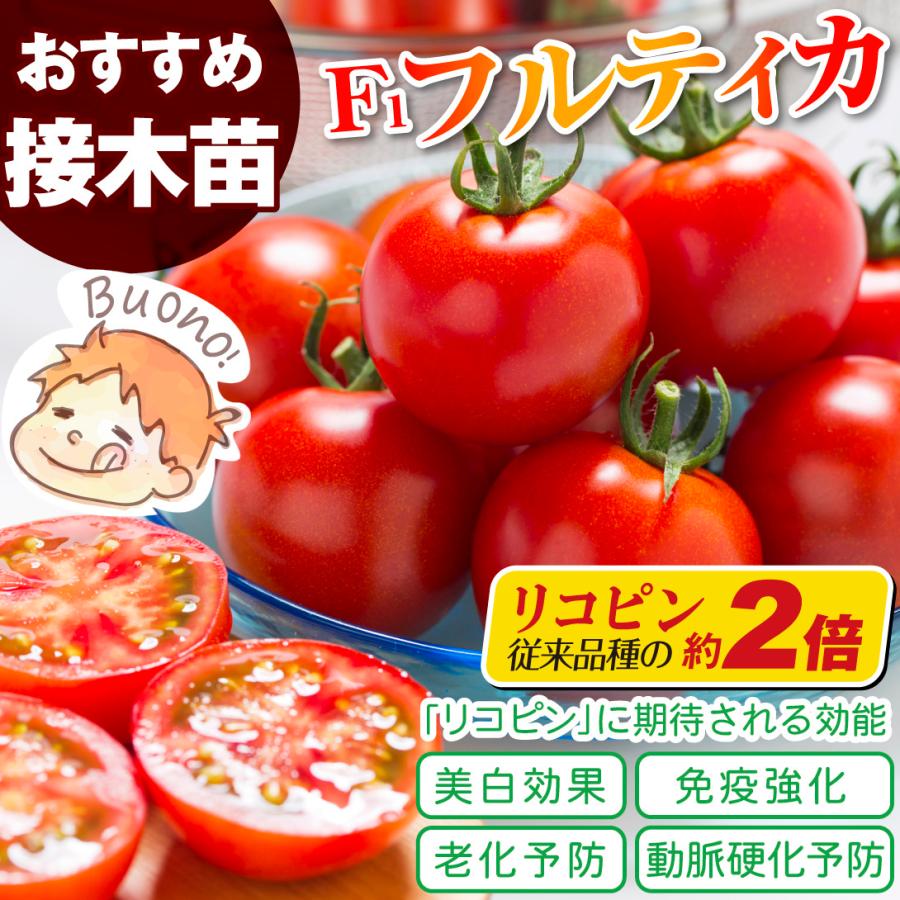接木野菜苗 中玉トマト 接木F1フルティカR（農林水産省登録品種 登録名：タキイミディ195）PVP 20株  やさいなえ なえ 国華園の画像