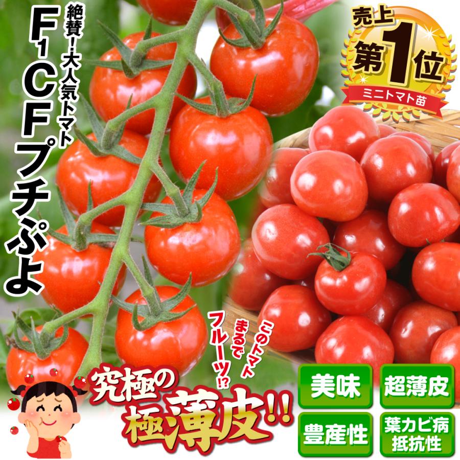 接木野菜苗 ミニトマト 接木F1CFプチぷよII 2株 接木苗 9cmポット やさいなえ 国華園 こっかえん｜kokkaen｜05