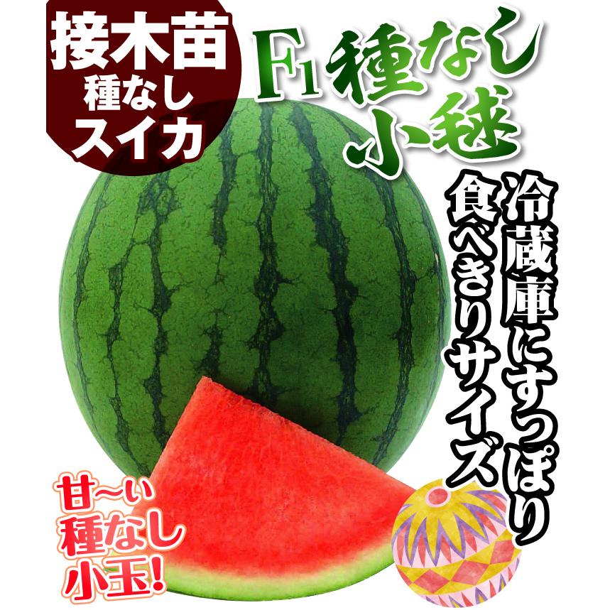 人気の 苗 スイカ 野菜 種なしスイカ 小玉 接木f1種なし小毬 1株 接木野菜苗 すいか 種なしスイカ苗 接木 Wantannas Go Id
