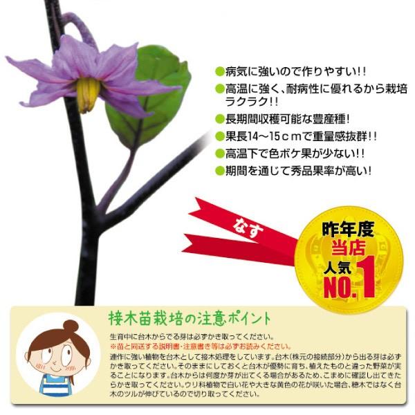 ナス苗 接木野菜苗 中長ナス 接木f1黒味 2株 なす 苗 中長ナスの苗 茄子 なすび 接木 18 P5 0965 花と緑 国華園 通販 Yahoo ショッピング