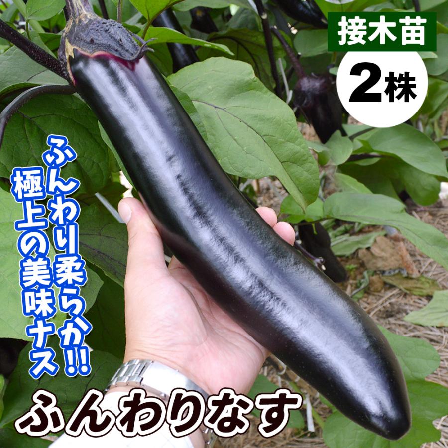 ナス 苗 太長ナス 接木f1ふんわりなす 2株 接木野菜苗 なすの