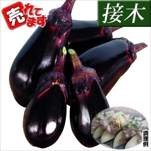 接木野菜苗 水ナス 接木f1しずる 2株 なす 苗 水ナス苗 接木