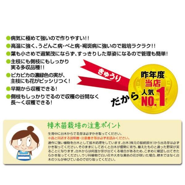 接木野菜苗 キュウリ 接木F1夢そだち 2株 胡瓜 接木苗 9cmポット やさいなえ 国華園 こっかえん｜kokkaen｜05