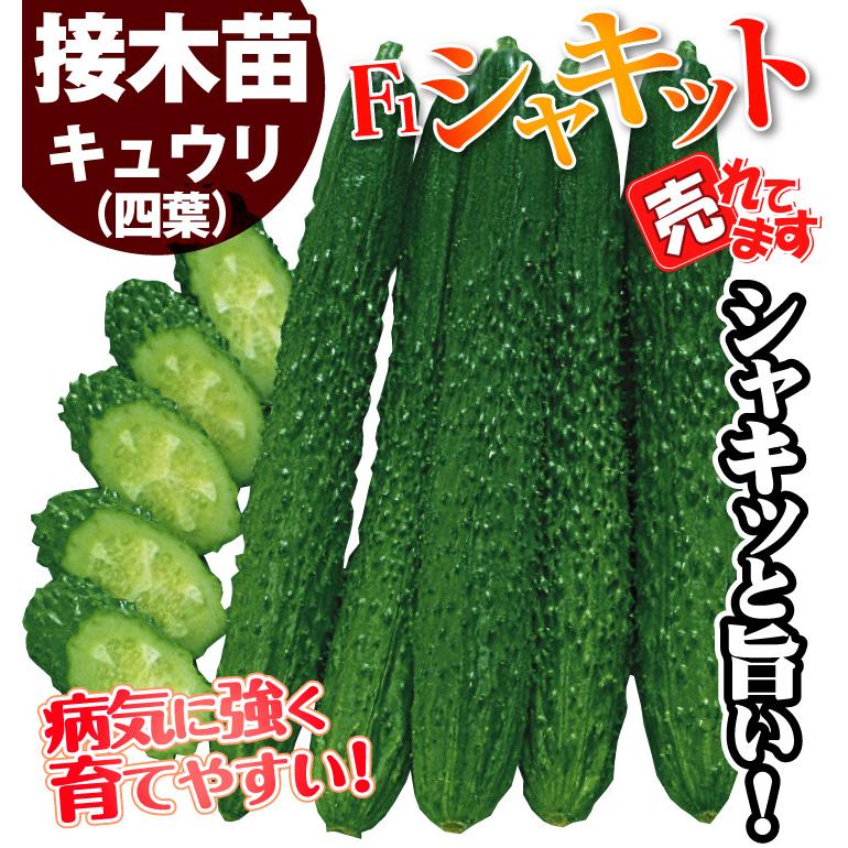 接木野菜苗 キュウリ 接木F1シャキット 20株  胡瓜 やさいなえ なえ 国華園の画像