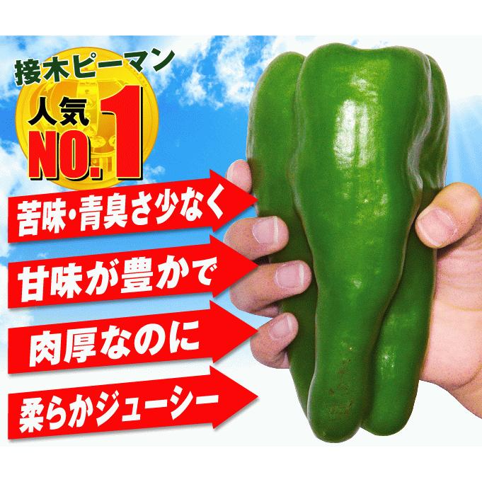 ピーマン苗 接木野菜苗 ピーマン 接木f1スイートロング 2株 ぴーまん 苗 ピーマンの苗 接木 18 P5 1048 花と緑 国華園 通販 Yahoo ショッピング