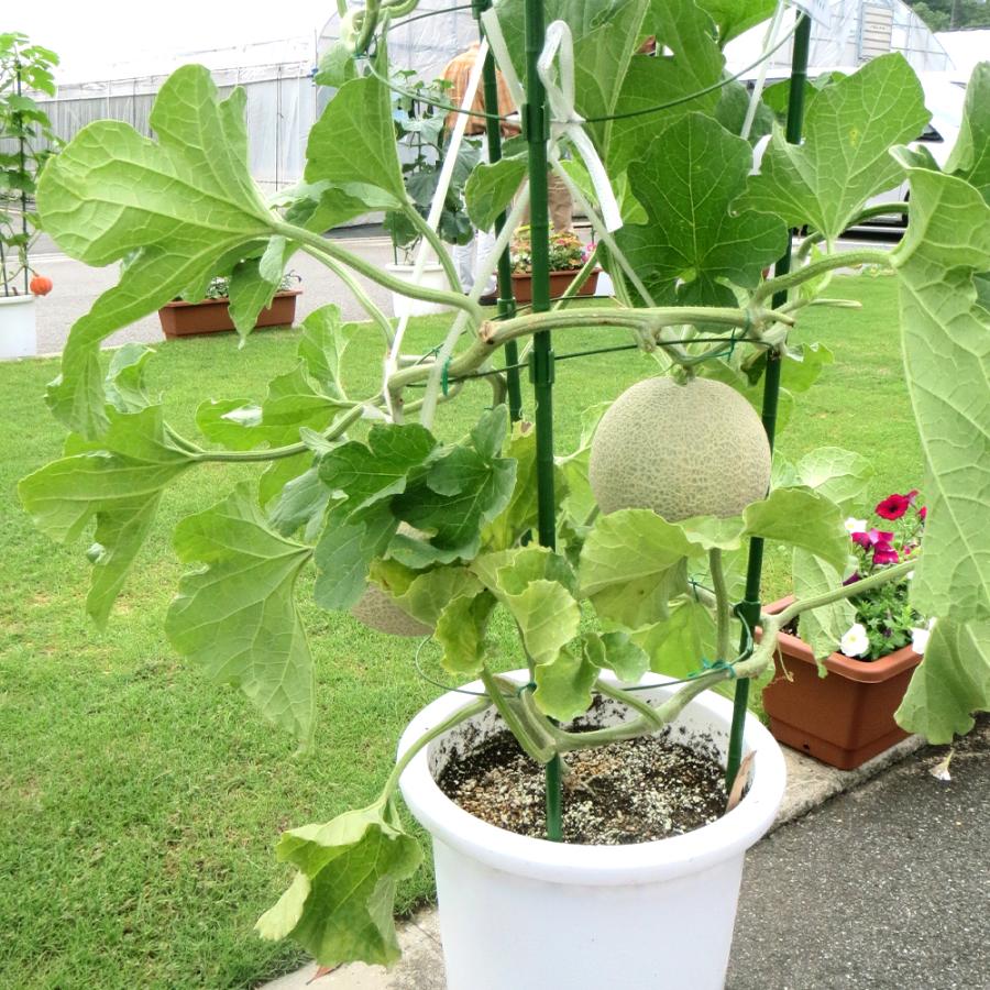 接木野菜苗 メロン苗 接木F1バルコニーズ 1株 9cmポット 人気 国 接木野菜苗 メロン苗 接木F1バルコニーズ 1株 9cmポット 人気 国