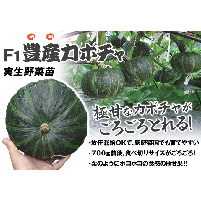 かぼちゃ 苗 F1豊産かぼちゃ 2株 実生野菜苗 かぼちゃの苗 カボチャ苗 18 P5 1107 花と緑 国華園 通販 Yahoo ショッピング