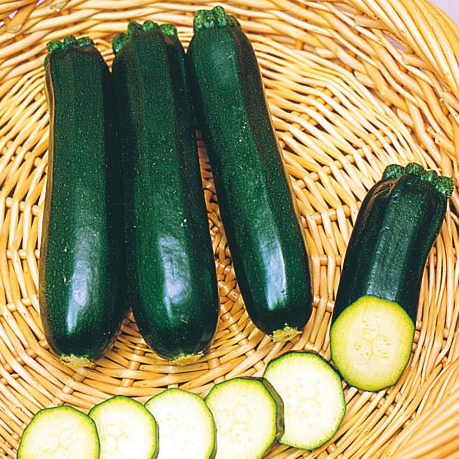 実生野菜苗 ズッキーニ F1モスグリーン 2株  自根苗 やさいなえ なえ 国華園（Yahoo!・花と緑 国華園）
