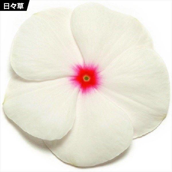 日々草 種 ポルカドット 1袋 粒 日日草 日々草の種 日々草の花 花たね 花の種 花 種子 タネ ニチニチソウ花壇 寄せ植え 夏の花壇 ガーデニング 国華園 18 P7 0026 花と緑 国華園 通販 Yahoo ショッピング