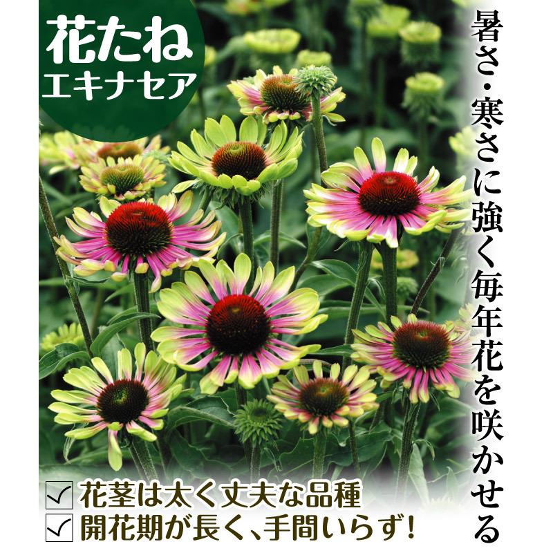 種 花たね エキナセア グリーンツイスター 1袋 粒 花のタネ 花 種子 タネ 花壇 寄せ植え 国華園 18 P7 0068 花と緑 国華園 通販 Yahoo ショッピング