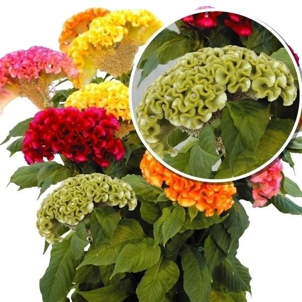 年末のプロモーション大特価 ケイトウ 種 アクト グリーン 1袋 15粒 トサカケイトウ けいとうの種 花たね 花の種 花 種子 タネ 鶏頭 花壇 ガーデニング 国華園 Wantannas Go Id