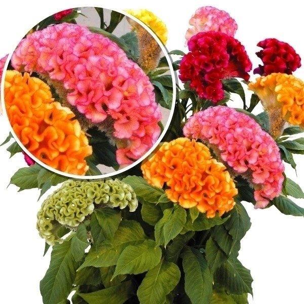 ケイトウ 種 アクト ローズ 1袋 15粒 トサカケイトウ けいとうの種 花たね オンラインショップ 花の種 タネ 花 鶏頭 ガーデニング 種子 花壇 国華園