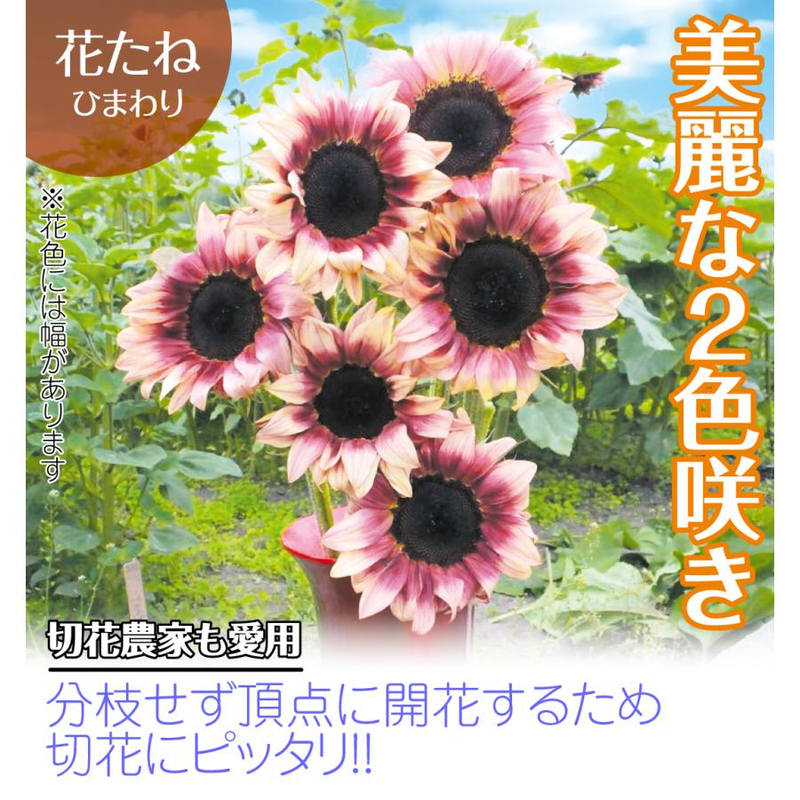 ヒマワリ 種 F1プロカットプラム 1袋 25粒 ヒマワリ 種の花たね 花の種 花 種子 タネ 向日葵 サンフラワー 夏花 ヘリアンサス 国華園 18 P7 0137 花と緑 国華園 通販 Yahoo ショッピング