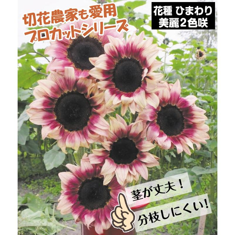 ヒマワリ 種 F1プロカットプラム 1袋 25粒 ヒマワリ 種の花たね 花の種 花 種子 タネ 向日葵 サンフラワー 夏花 ヘリアンサス 国華園 18 P7 0137 花と緑 国華園 通販 Yahoo ショッピング