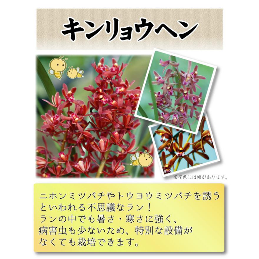 国華園 ラン キンリョウヘン1株 : 花と緑 国華園 - 通販 - Yahoo