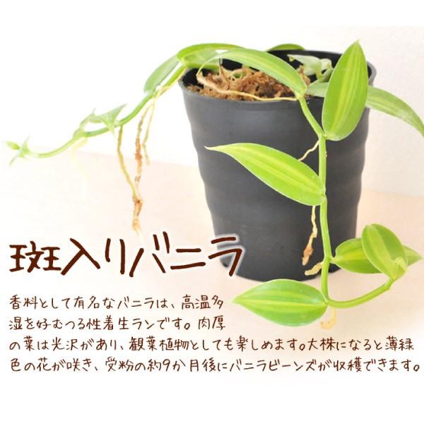 バニラ 苗 斑入りバニラ 1株 苗木 バニラの木 観葉植物 南国フルーツ 果樹苗 国華園 18 P8 0310 花と緑 国華園 通販 Yahoo ショッピング