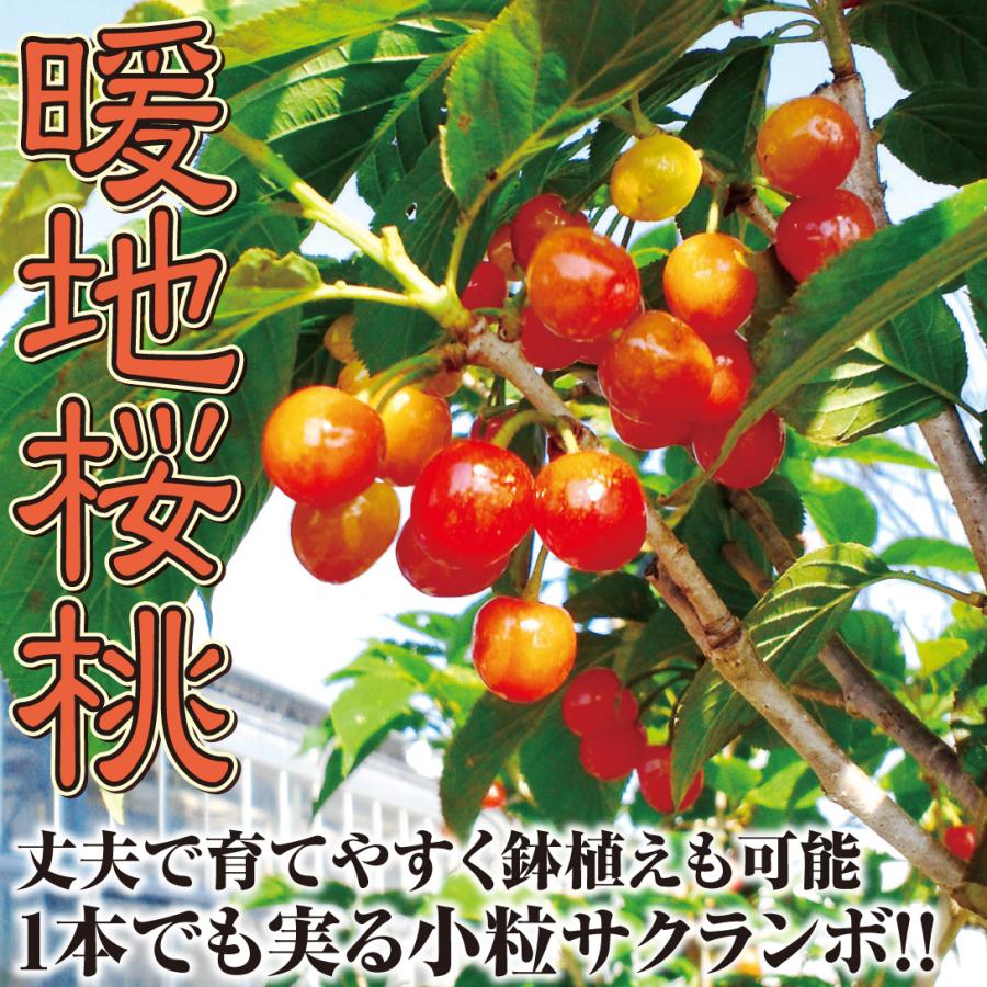 サクランボ 苗木 暖地桜桃 実つき 接木3年生苗 1株 果樹苗 国 サクランボ 苗木 暖地桜桃 実つき 接木3年生苗 1株 果樹苗 国