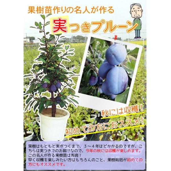プルーンの植木3本