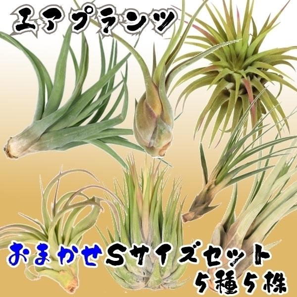 444円 有名な おまかせエアプランツsサイズセット 5種5株 送料無料