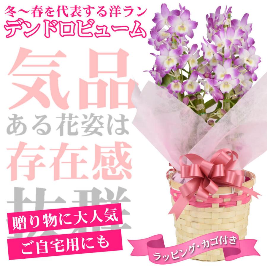 送料無料 洋ラン デンドロビューム ピンク系 ラッピング・カゴ付き 1鉢｜kokkaen｜02