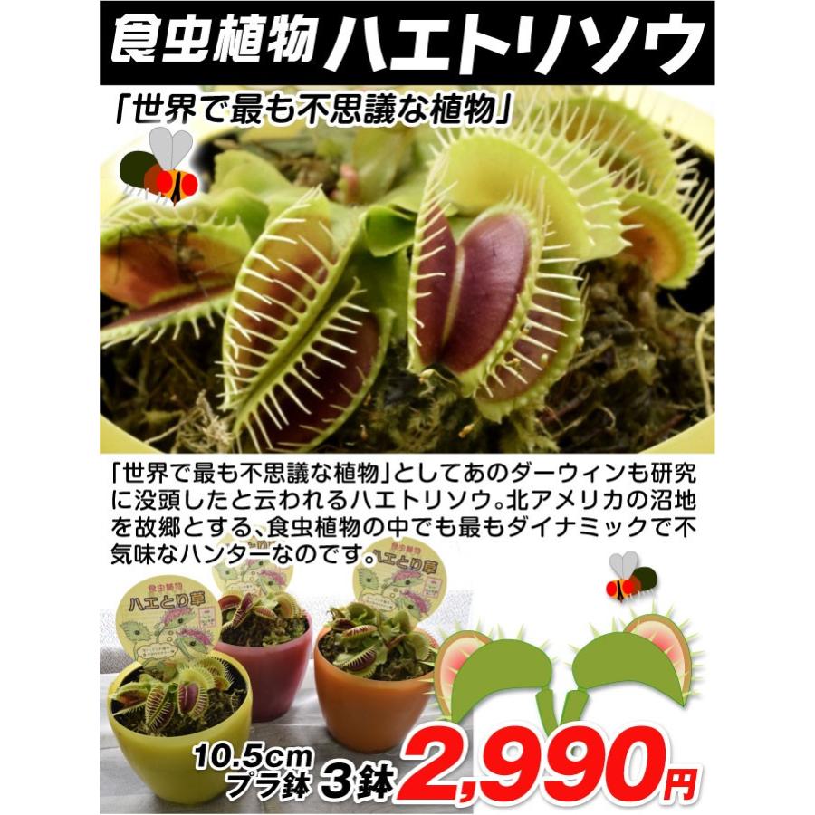 食虫植物 ハエトリ草 3鉢 送料無料 18 Pori 0214 花と緑 国華園 通販 Yahoo ショッピング