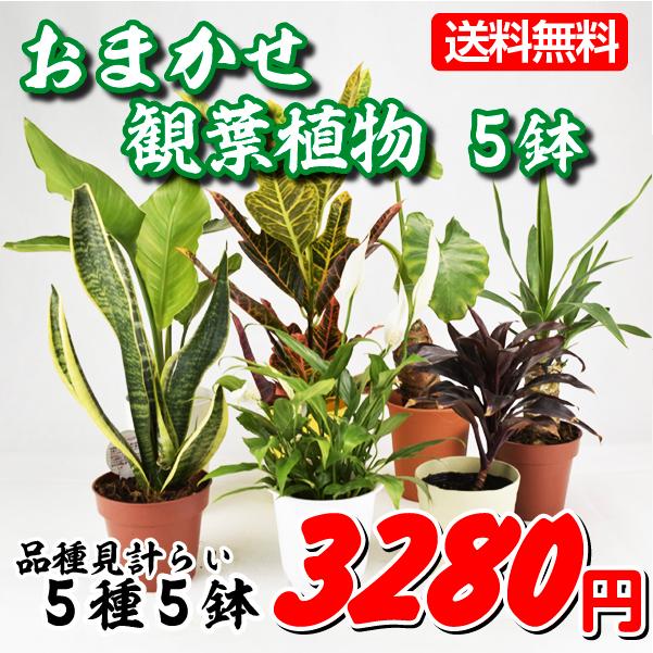 鉢花 おまかせ観葉植物(5種5鉢)送料無料 お楽しみ セット set アソート おしゃれ 人気 育てやすい インテリア :2018-pori-0358: 花と緑 国華園 - 通販 - Yahoo!ショッピング 鉢花 おまかせ観葉植物(5種5鉢)送料無料 お楽しみ セット set アソート おしゃれ 人気 育てやすい インテリア :2018-pori-0358: 花と緑 国華園 - 通販 - Yahoo!ショッピング