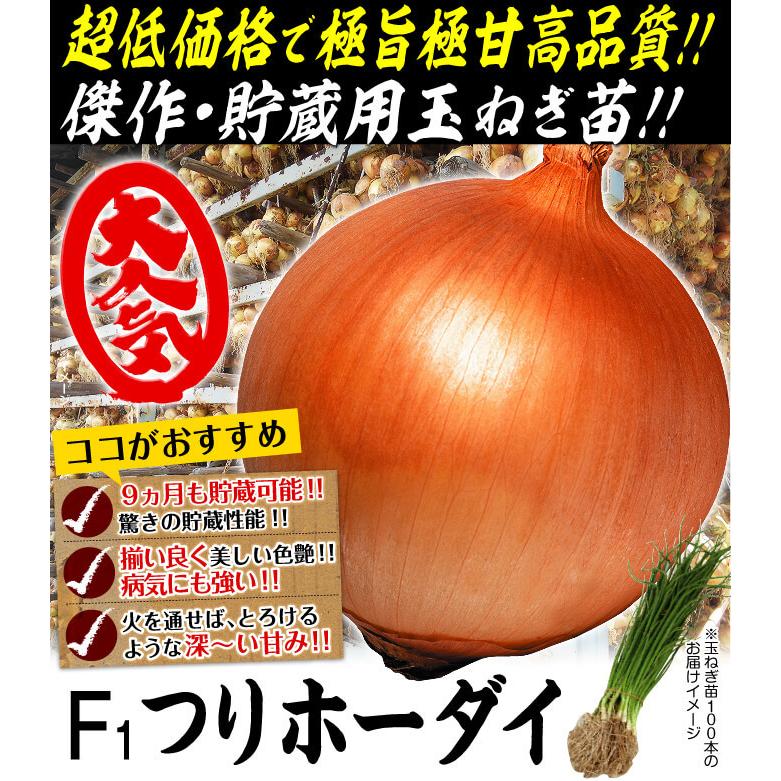 晩生】玉ねぎ苗▽七宝甘500本 玉ねぎの苗 予約 中晩生 甘玉 （