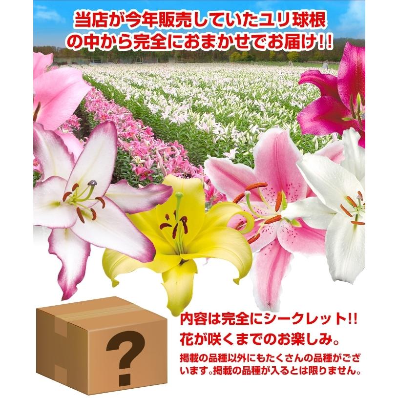 ユリ 球根 在庫処分ユリ球根ミックス 無選別 15球 18 Pori 1091 花と緑 国華園 通販 Yahoo ショッピング