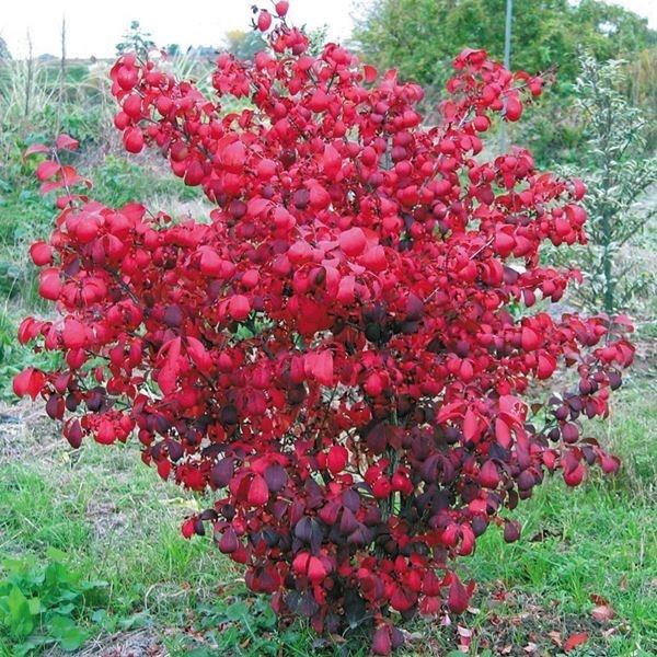 ニシキギ 苗木 コンパクタ 2株 世界三大紅葉樹 錦木 落葉低木 記念樹 花木苗 1810 P4 0016 花と緑 国華園 通販 Yahoo ショッピング