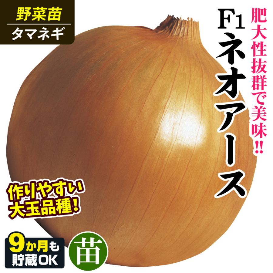 玉ねぎ苗（中晩生）F1ネオアース 200本 貯蔵系 たまねぎ 玉葱 たまねぎ
